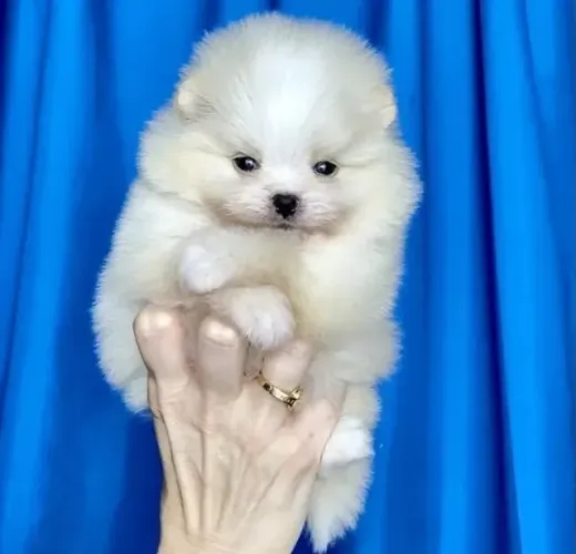 Cachorro filhote spitz alemão/lulu da pomerânia muito dócil dócil