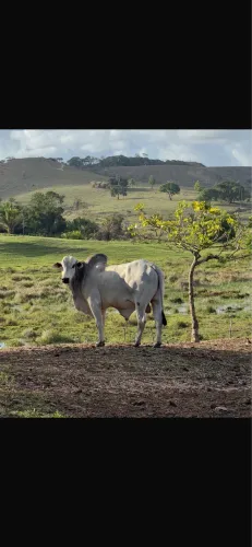 Touro de leilão para reprodução 