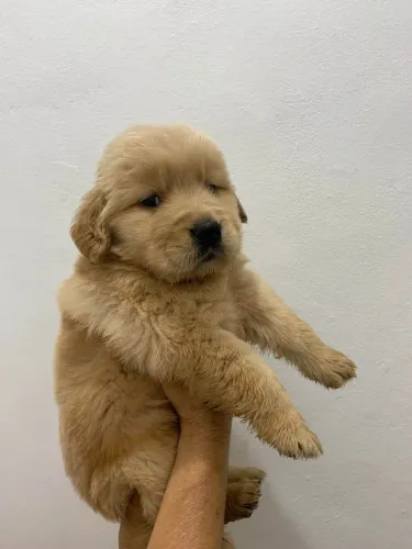Filhote Golden Retriever, O pacote completo: fofura, lealdade e muito carinho!