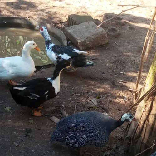 Marreco (pato)