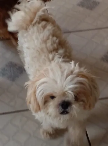 Cachorro