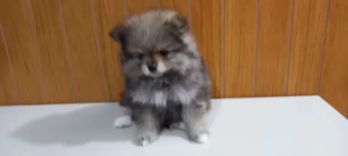 Vendo filhote de spitz alemaõ femia 