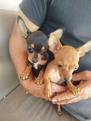 Filhotes de Pinscher