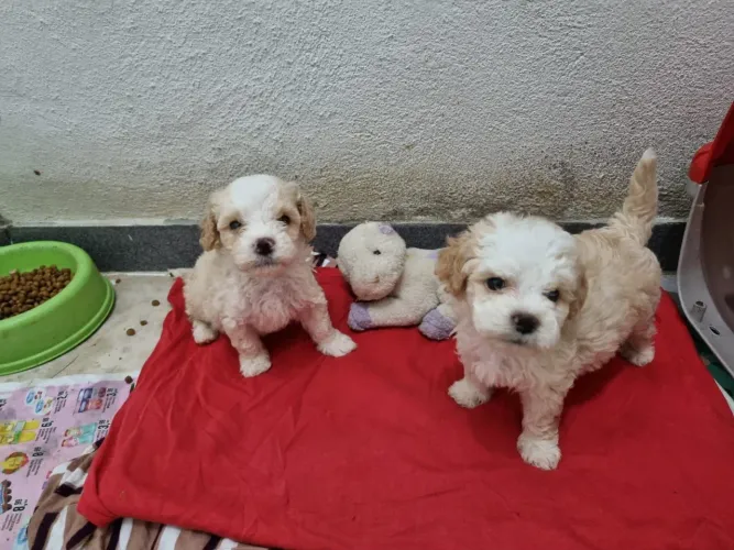 Filhotes de poodle legítimos disponíveis