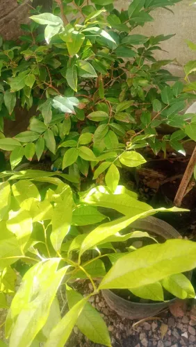 Mudas frutíferas & Diversas