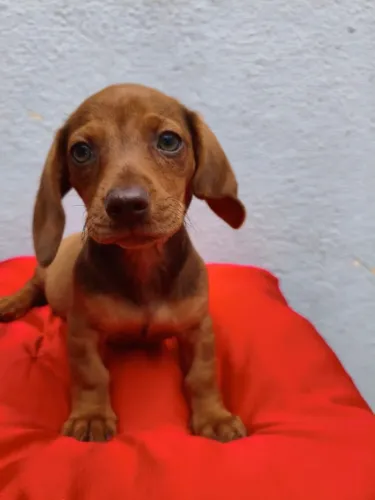 Dachshund: Filhotes para Quem Busca um Amigo Fiel