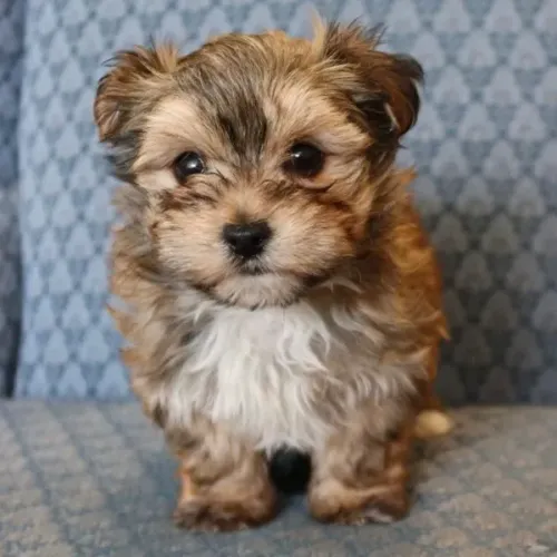 lindos peludos e espertos