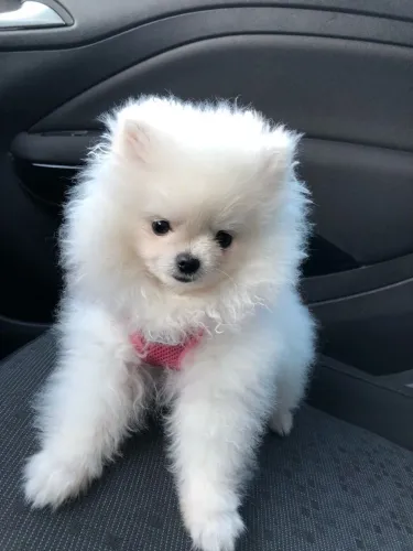 Lulu da Pomerânia simplesmente lindo 