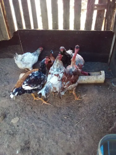 Vende.se cinco frango caipira com 8 meses