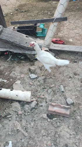 Galinha índio shamo