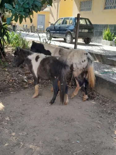 Pônei mini casal pampa Appaloosa novos