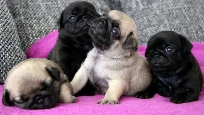Pug ¿ Saúde e qualidade garantidas para você 