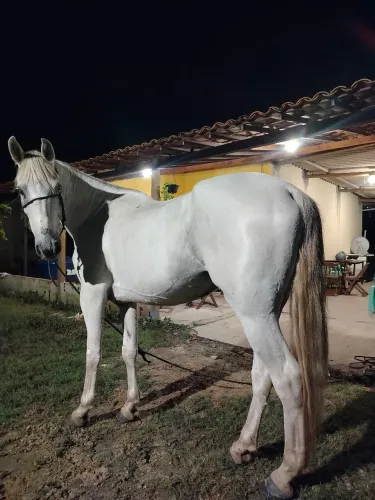 Cavalo mangalarga paulista 