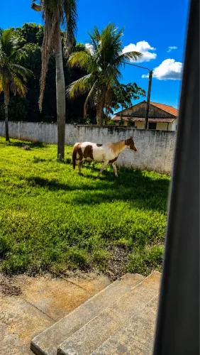 Animal