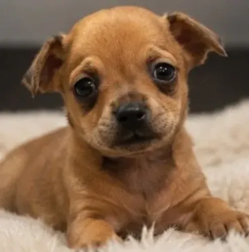 Pinscher macho n°1