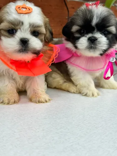shih tzu peludinhos fofinhos
