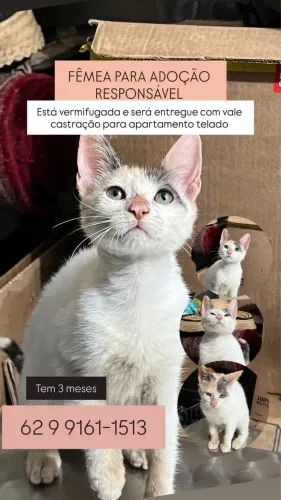 filhote tricolor gato fêmea 3 meses