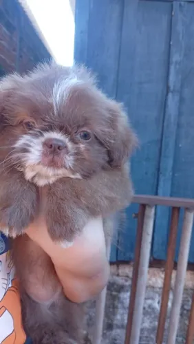 Filhotes de shihtzu micro