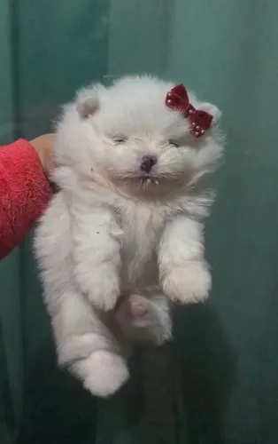 Spitz alemão fêmea