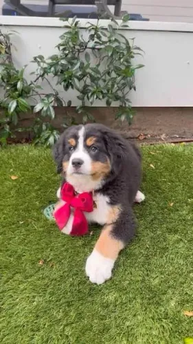 Bernese mountain filhotes 