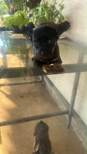 Cachorro pinscher