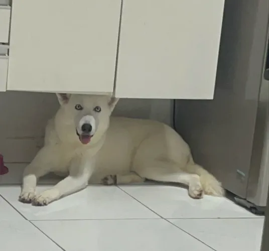 Husk fêmea para doção