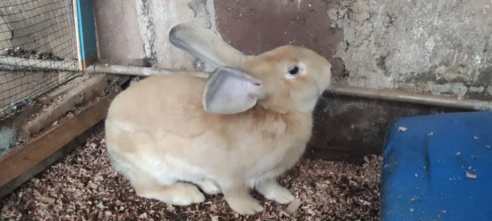 Coelhos jovem