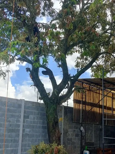 Poldas e cortes de árvores toda Maceió