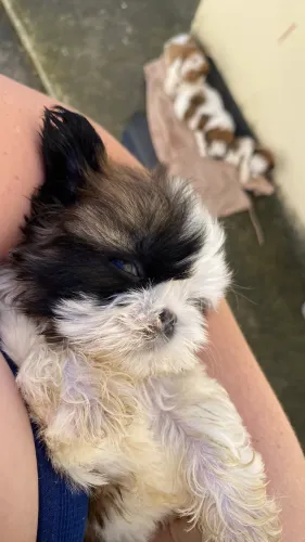 Shih tzu 