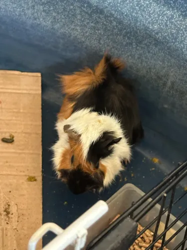 Porquinho da índia macho "filhote"