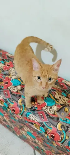 Doacao gata castrada