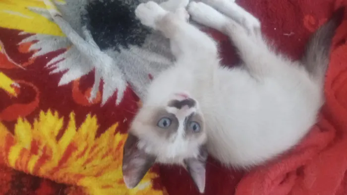 Doa _se gatinho