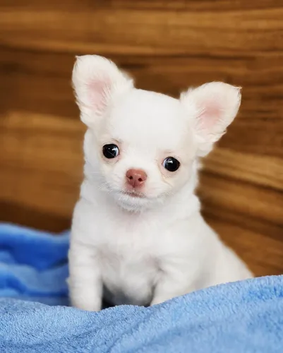 Chihuahua Pêlo Longo Macho!! Perfeição Garantida.