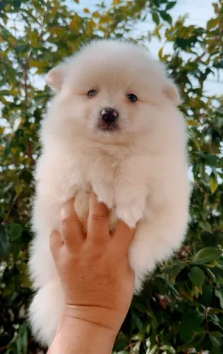 Lulu da Pomerânia Spitz alemão 