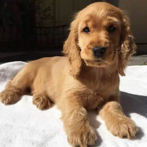 Cocker spaniel elegante e leal 