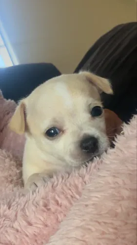 Chihuahua filhote (fêmea)