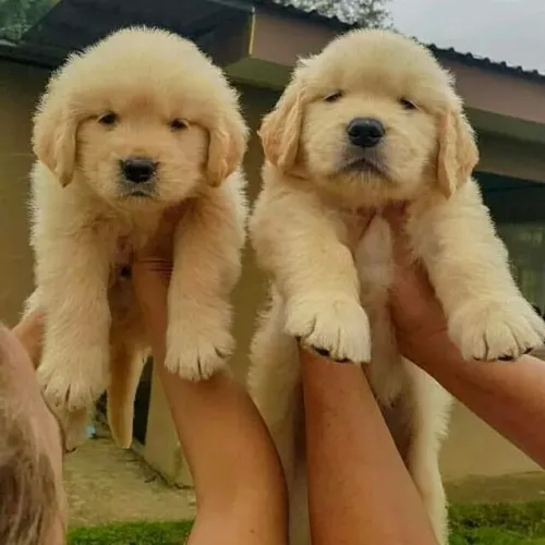 GOLDEN RETRIEVER Filhote criado com dedicação, carinho e responsabilidade.