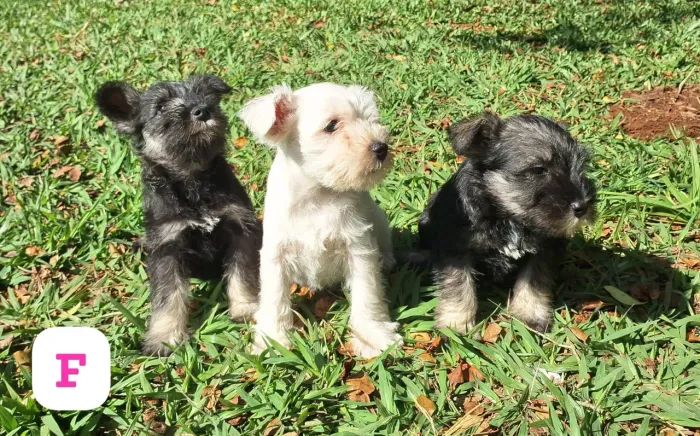 Schnauzer Miniatura 2 meses 