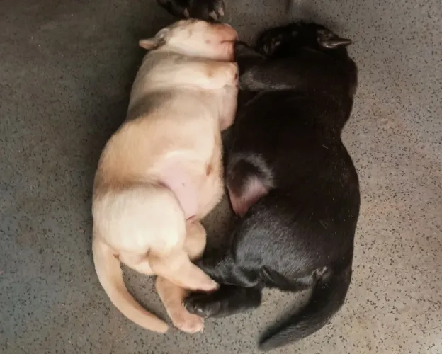 Filhotes de labrador