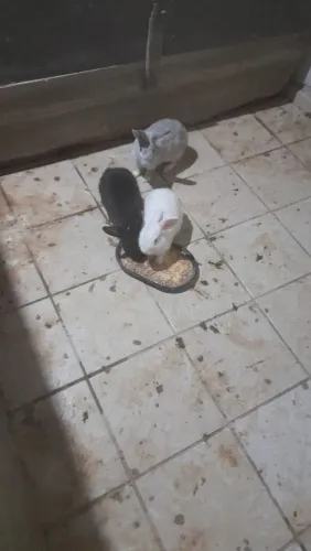 Coelhos 