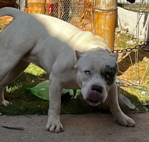Pitmonter 