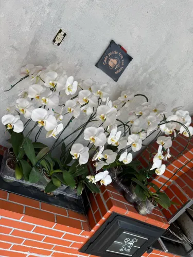 Orquídeas brancas - novas