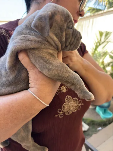 Filhotes American bully