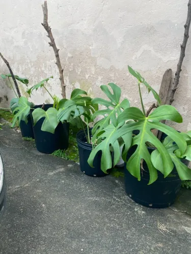 Monstera deliciosa - costelas de Adão