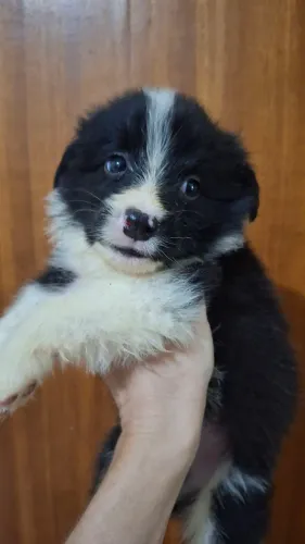 FILHOTES DE BORDER COLLIE - CANIL RUCAM - UKCB