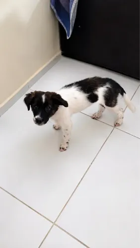 Adoção Reaponsavel