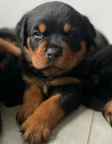 Filhotes de Rottweiler | Filhotes super tranquilos.