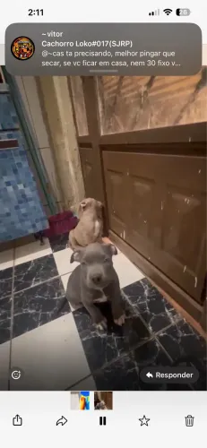 América bully 