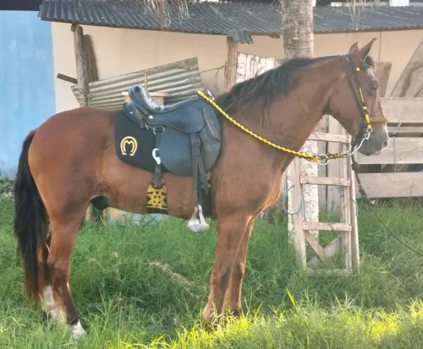 Cavalo de serviço para mexer com gado