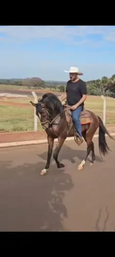 Vendo cavalo andaluz garanhao 